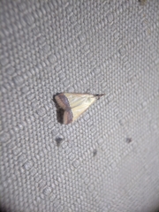 Pseudonoorda rubricostalis