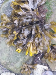 Fucus distichus evanescens