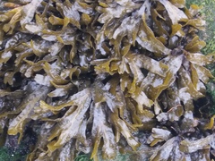 Fucus distichus evanescens