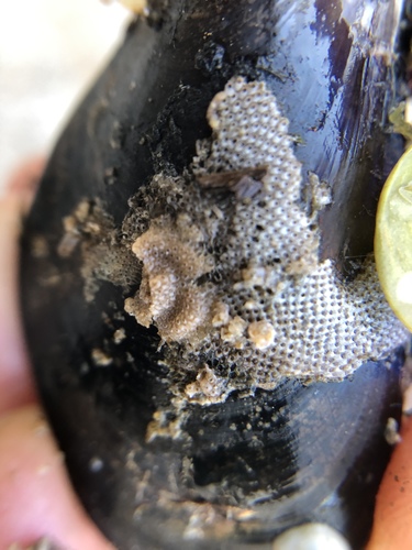 Cryptosula pallasiana