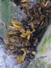 Fucus distichus evanescens