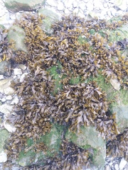 Fucus distichus evanescens