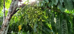 Pometia pinnata