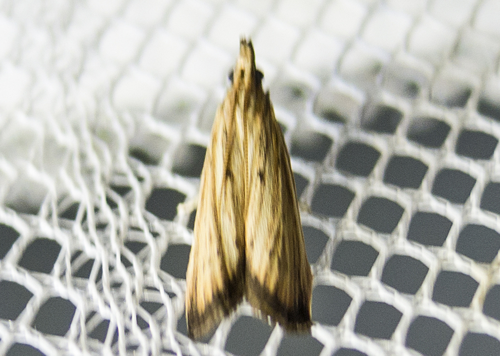 Hypsotropa limbella