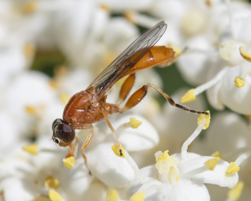 Sphegina rufiventris Loew, 1863