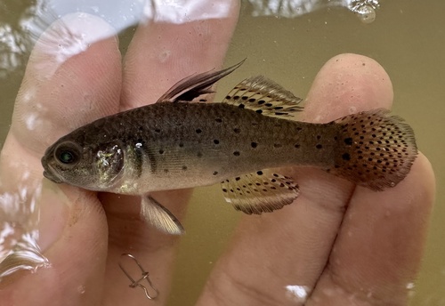 Knight goby (Stigmatogobius sadanundio) — Gobiidae — 2