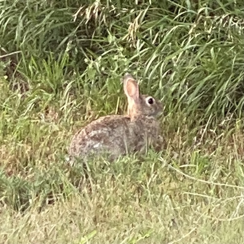 Eastern Cottontail