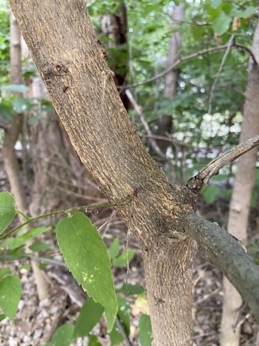 common hackberry