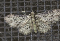 Chloroclystis mniochroa