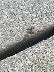 Leptoglossus