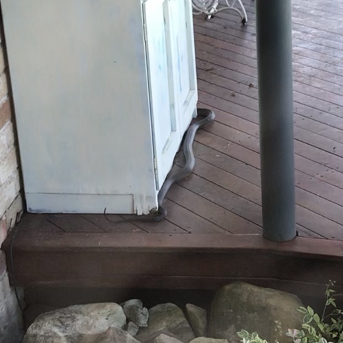 Eastern Brown Snake sighting