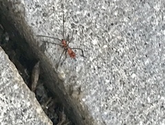 Leptoglossus
