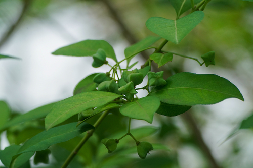 Image of Euonymus hamiltonianus by (c) WATANABE Hitoshi 渡辺仁, some rights reserved (CC BY)