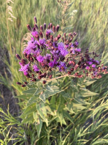 Western Ironweed