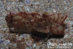 Aploactisoma milesii