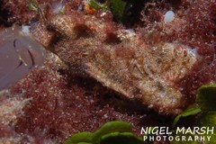 Aploactisoma milesii