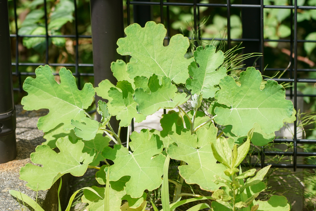 Macleaya cordata, 日本、東京都多摩市鶴牧