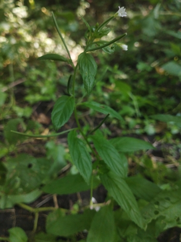 Image of Epilobium roseum by no rights reserved