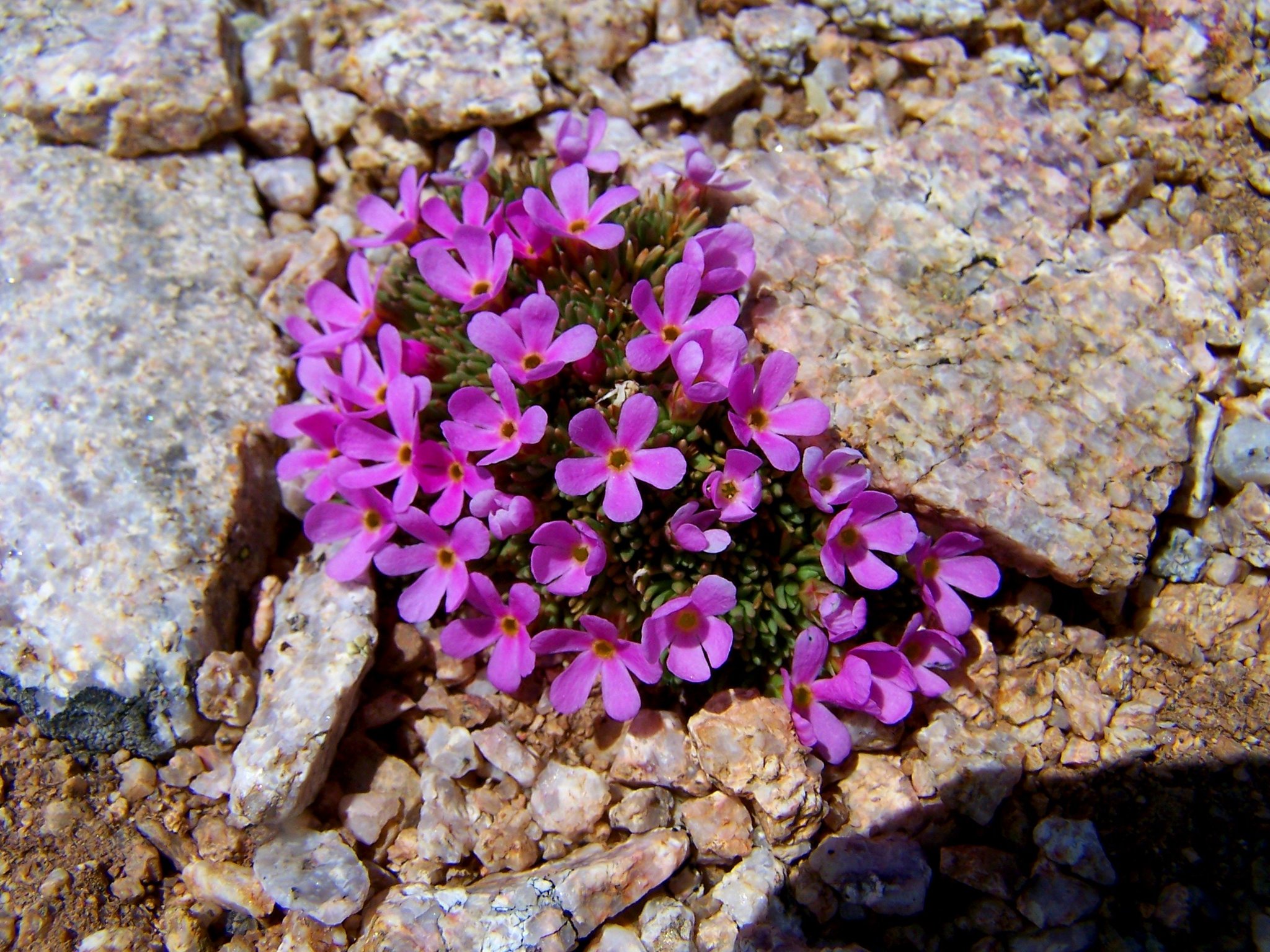 Androsace montana