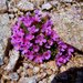 Androsace montana - Photo (c) Bryant Olsen,  זכויות יוצרים חלקיות (CC BY-NC), uploaded by bryanto