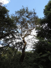 Senegalia polyacantha