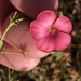 Hermannia elliottiana - Photo (c) Dave U,  זכויות יוצרים חלקיות (CC BY), הועלה על ידי Dave U