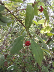 Psychotria punctata image