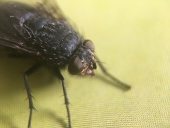 Calliphora vicina