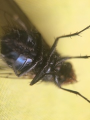 Calliphora vicina