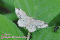 Idaea trigeminata