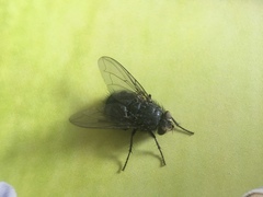 Calliphora vicina