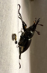 Lucanus placidus