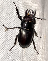 Lucanus placidus
