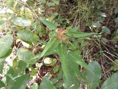 Acalypha villicaulis