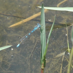 Coenagrion scitulum