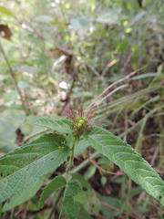 Acalypha villicaulis