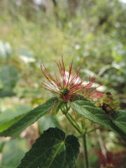 Acalypha villicaulis