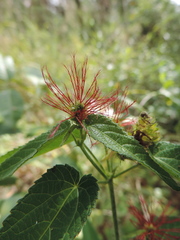 Acalypha villicaulis