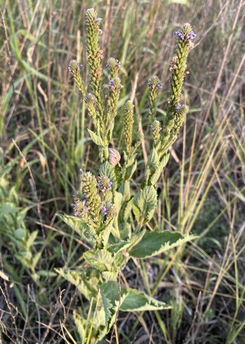 hoary vervain