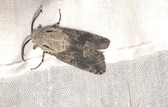 Prionoxystus robiniae