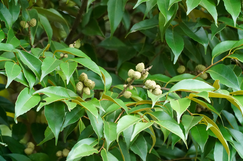 Castanopsis sieboldii iNat (2)