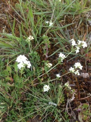 Galium saxatile