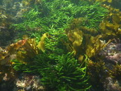 Caulerpa brownii