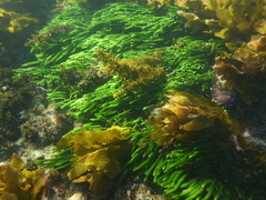 Caulerpa brownii
