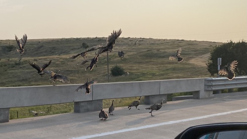 Wild Turkey