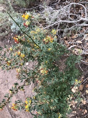 Acmispon dendroideus