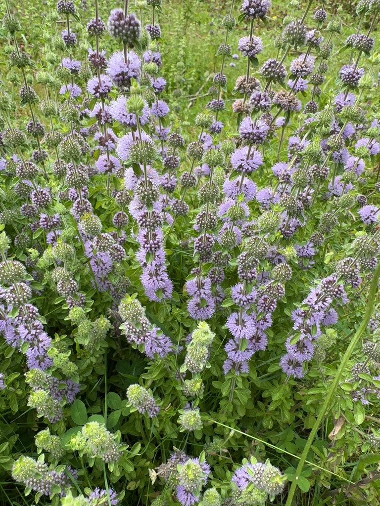 Mentha pulegium