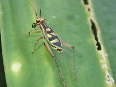 Phylloscyrtus