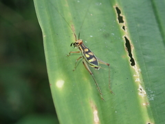 Phylloscyrtus