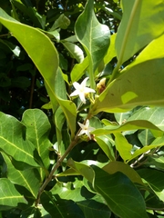 Mascarenhasia